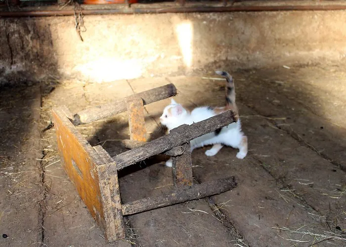 Appartement Haaghof *